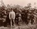 A Michigan hemp farmer standing with his crop in 1910.jpg