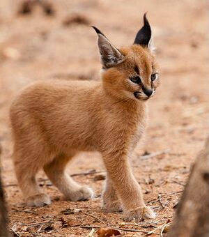 Caracal kitten.jpg