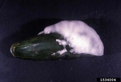 Cucumber Pythium blight Pythium aphanidermatum.jpg