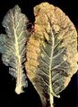 Cauliflower