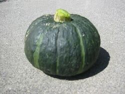 Squash Kabocha.jpg