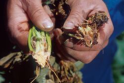 Strawberry Verticillium Wilt.jpg