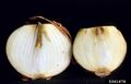 Onion