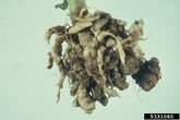An infected broccoli root
