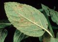 Rust (Puccinia menthae)