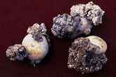 Potato tubers
