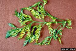 Carrot Tomato black ring virus.jpg