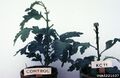 Chrysanthemum (P. carotovorum ssp. carotovorum)