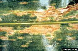 Corn Northern Corn leaf blight Setosphaeria turcica Leaf.jpg