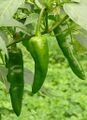 Capsicum annuum Berbere1.jpg