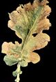 Kale