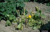 Courgette