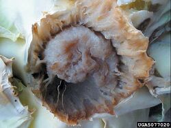Cabbage Bacterial Soft Rot Erwinia carotovora.jpg