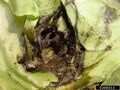 Cabbage