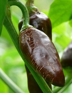 Capsicum annuum Berbere2.jpg