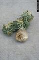 Common beet