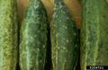 Cucumber