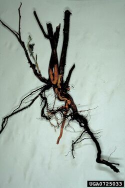 Phytophthora root rot of raspberry - WikiGardener - The gardening site ...