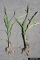 Sweet corn