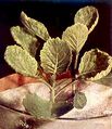 Cabbage