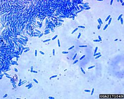 Spores Colletotrichum gloeosporioides.jpg