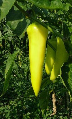 Capsicum annuum 'Volcano' - WikiGardener - The gardening site that ...