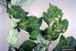 Arabis mosaic virus - WikiGardener - The gardening site that anyone can ...