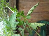 Leaf curl on a tomato leaf