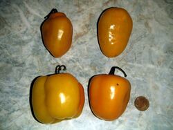 Chilli Chile de seda (top) Rocoto canario (bottom) Capsicum pubescens.jpg