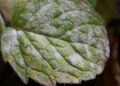 Powdery mildew (Erysiphe biocellata)
