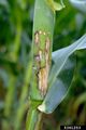 Sweetcorn