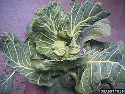 Cabbage Cabbage leaf curl virus.jpg