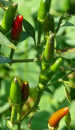 Capsicum annuum 'Demon red' - WikiGardener - The gardening site that ...
