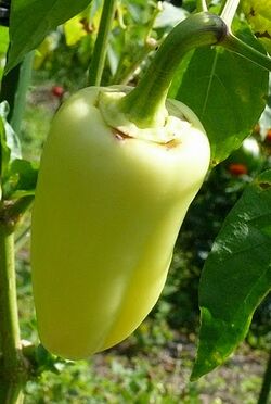 Sweet pepper Antohi romanian.jpg