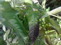 Tomato Phosphorous deficiency Leaf.jpg
