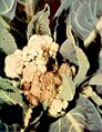 Cauliflower
