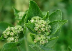 Alecost - WikiGardener - The gardening site that anyone can edit