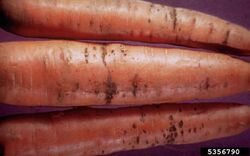 Carrot Bacterial streak Xanthomonas campestris pv. carotae.jpg