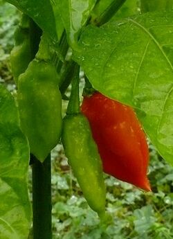 Chilli Trinidad seasoning red.jpg