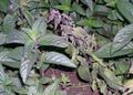 Mint (Verticillium dahliae)