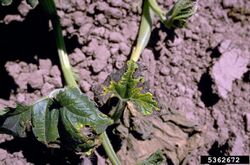 Courgette Bacterial Wilt.jpg