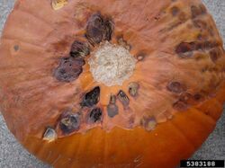 Pumpkin Brown Spot Alternaria alternata.jpg