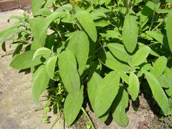 Sage Salvia officinalis.jpg