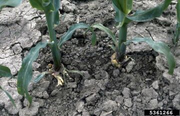 Fasciation - WikiGardener - The gardening site that anyone can edit