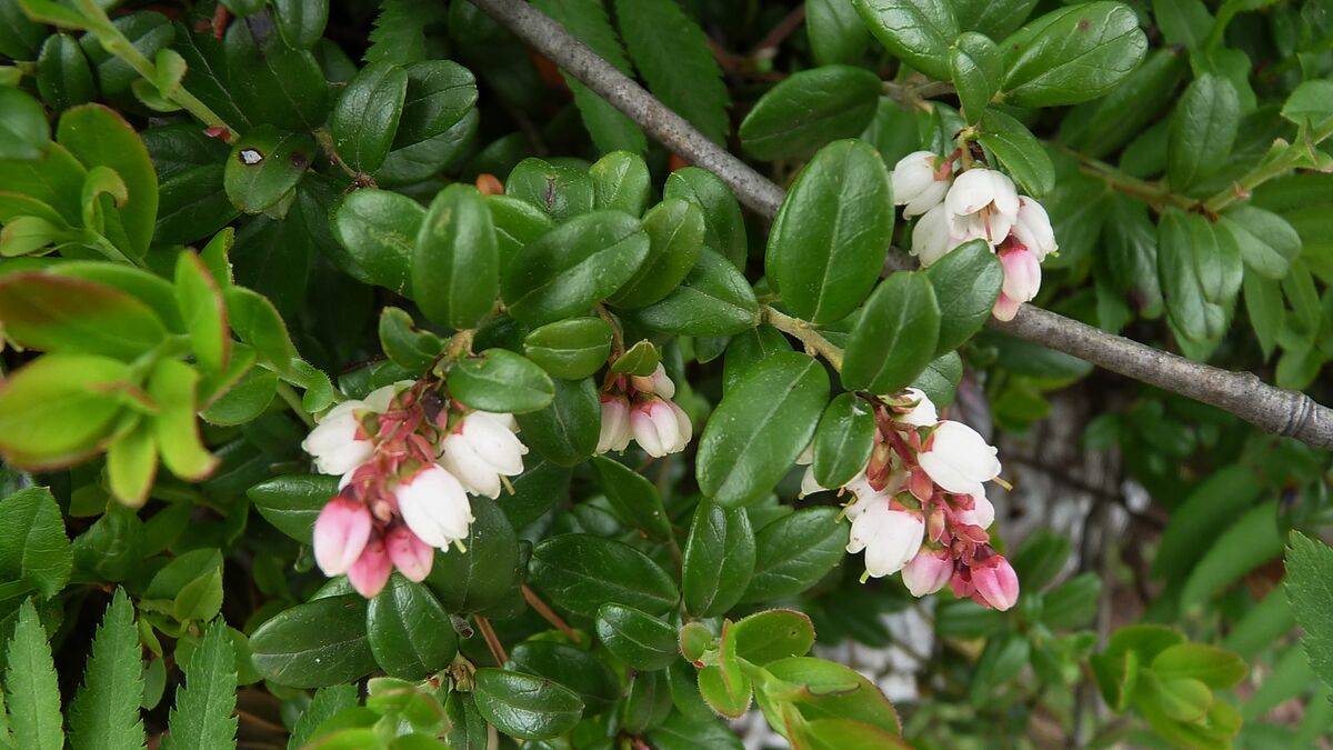 Preiselbeere – Gartenbuch