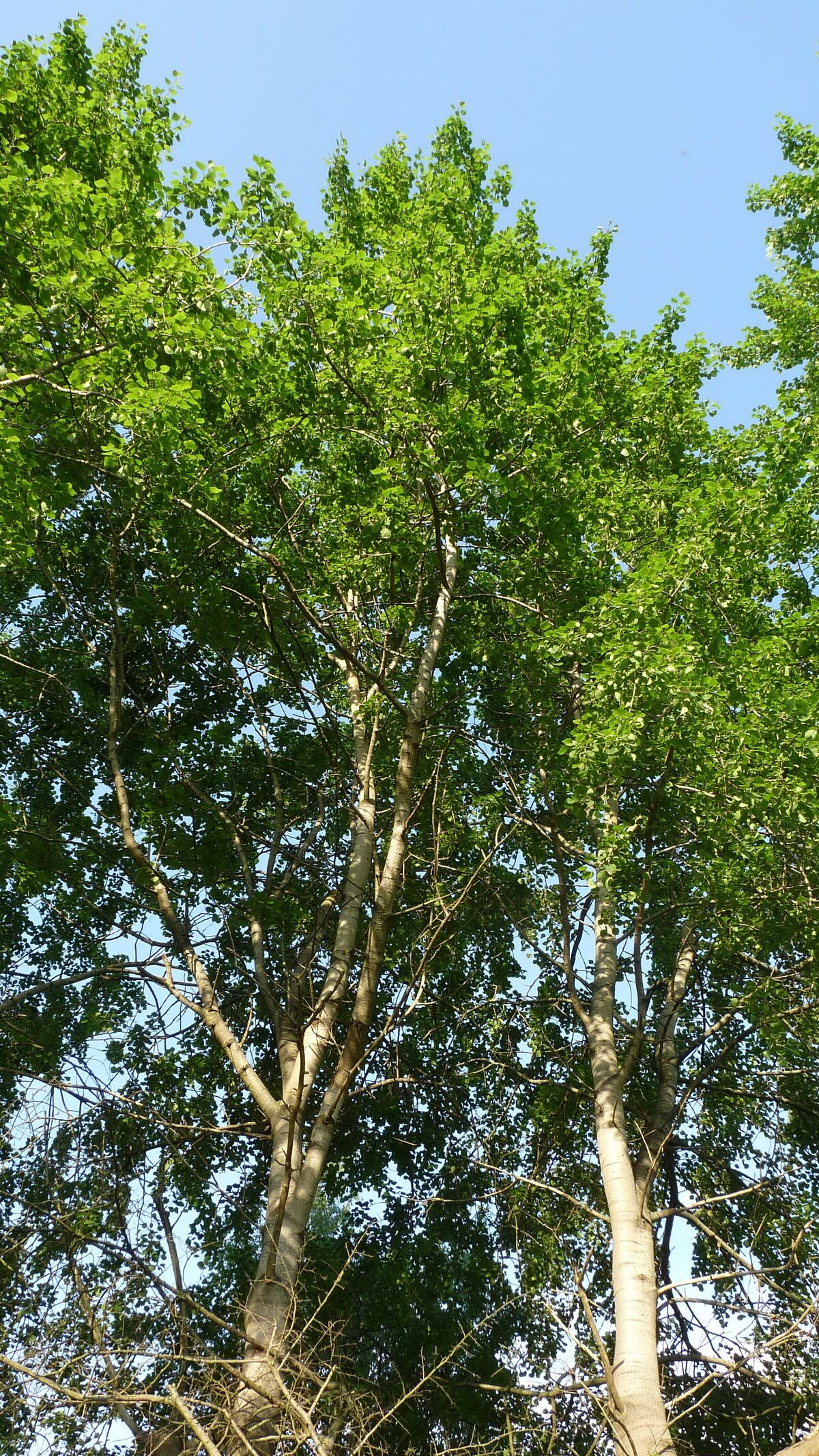 Pappel – Gartenbuch