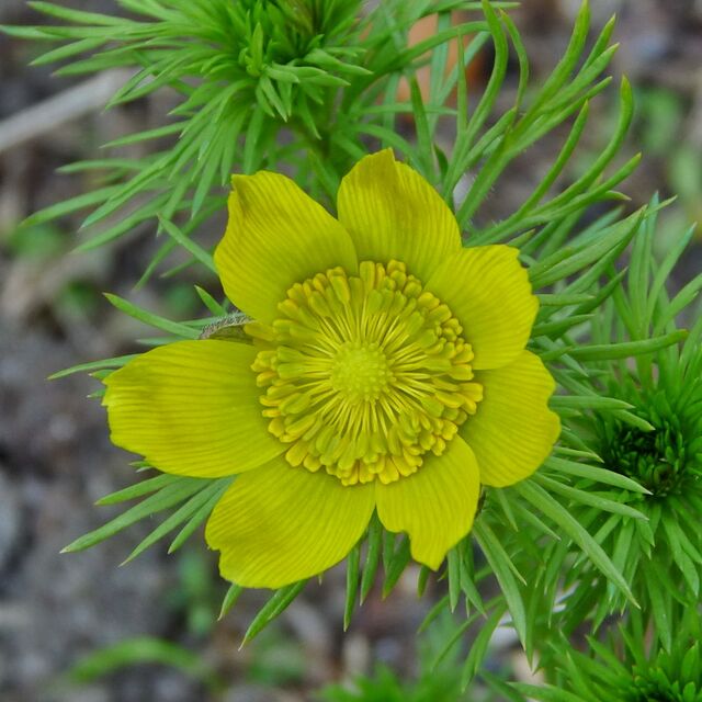 Adonisröschen – Gartenbuch