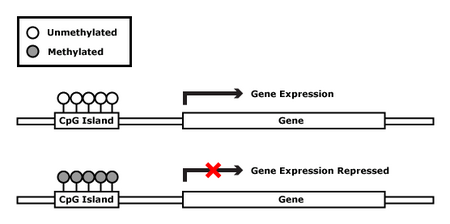 Methylation.png