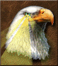 Advanced Eagle Eye large.png