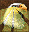 Expert Eagle Eye small.png